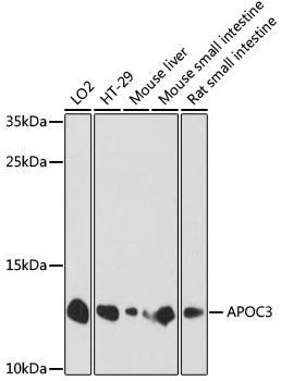 APOC3 / Apolipoprotein C III Antibody - Western blot analysis of extracts of various cell lines using APOC3 Polyclonal Antibody at dilution of 1:1000.