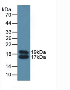 APOC4 / Apolipoprotein CIV Antibody - Western Blot; Sample: Mouse Serum.