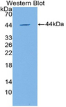 APOC4 / Apolipoprotein CIV Antibody - Western blot of recombinant APOC4 / Apolipoprotein CIV.