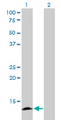 APOC4 / Apolipoprotein CIV Antibody - Western Blot analysis of APOC4 expression in transfected 293T cell line by APOC4 monoclonal antibody (M01), clone 3D10.Lane 1: APOC4 transfected lysate(14.6 KDa).Lane 2: Non-transfected lysate.
