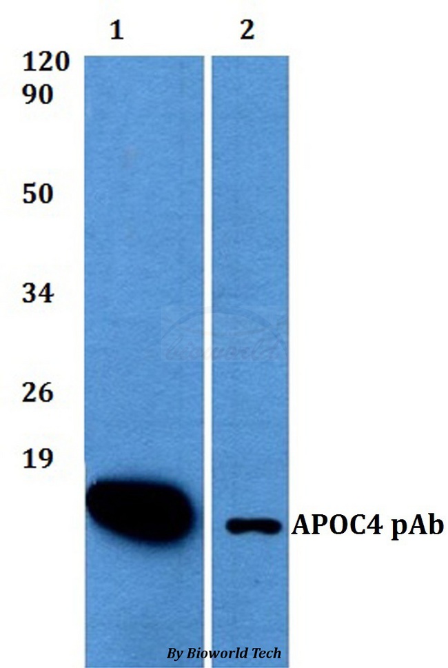 APOC4 / Apolipoprotein CIV Antibody - Western blot of APOC4 antibody at 1:500 dilution. Lane 1: HEK293T whole cell lysate. Lane 2: sp2/0 whole cell lysate. Lane 3: H9C12 whole cell lysate.