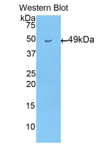 APOD / Apolipoprotein D Antibody - Western blot of recombinant APOD / Apolipoprotein D.  This image was taken for the unconjugated form of this product. Other forms have not been tested.