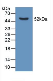 APOD / Apolipoprotein D Antibody - Western Blot; Sample: Recombinant APOD, Mouse.