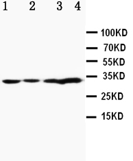 APOD / Apolipoprotein D Antibody - WB of APOD / Apolipoprotein D antibody. Lane 1: MCF-7 Cell Lysate. Lane 2: HELA Cell Lysate. Lane 3: SMMC Cell Lysate. Lane 4: PC-12 Cell Lysate.