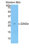 APOD / Apolipoprotein D Antibody - Western blot of recombinant APOD / Apolipoprotein D.  This image was taken for the unconjugated form of this product. Other forms have not been tested.