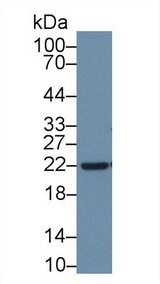 APOD / Apolipoprotein D Antibody - Western Blot; Sample: Rat Liver lysate; Primary Ab: 1µg/ml Rabbit Anti-Rat APOD Antibody Second Ab: 0.2µg/mL HRP-Linked Caprine Anti-Rabbit IgG Polyclonal Antibody