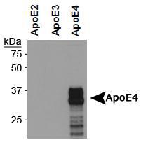 APOE / Apolipoprotein E Antibody - ApoE4 Antibody (4E4) - Western blot of ApoE4 expression in concentrated supernatants of CHO cells secreting human ApoE2, ApoE3 or ApoE4.  This image was taken for the unconjugated form of this product. Other forms have not been tested.