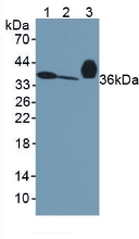APOE / Apolipoprotein E Antibody - Western Blot; Sample: Lane1: Mouse Serum; Lane2: Mouse Liver Tissue; Lane3: Rat Serum.