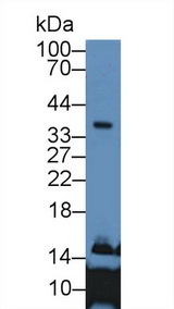 APOE / Apolipoprotein E Antibody - Western Blot; Sample: Human Liver lysate; Primary Ab: 2µg/mL Rabbit Anti-Human APOE Antibody Second Ab: 0.2µg/mL HRP-Linked Caprine Anti-Rabbit IgG Polyclonal Antibody