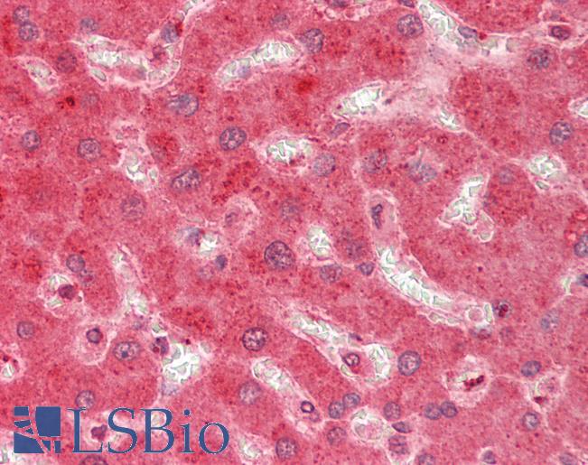APOE / Apolipoprotein E Antibody - Human Liver: Formalin-Fixed, Paraffin-Embedded (FFPE).  This image was taken for the unconjugated form of this product. Other forms have not been tested.