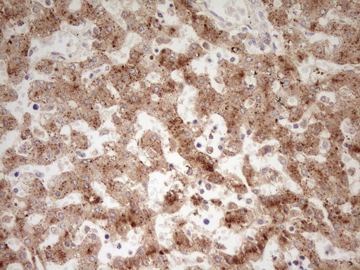 APOE / Apolipoprotein E Antibody - Immunohistochemical staining of paraffin-embedded Human embryonic liver tissue using anti-APOE mouse monoclonal antibody. (Heat-induced epitope retrieval by 1 mM EDTA in 10mM Tris, pH8.5, 120C for 3min,