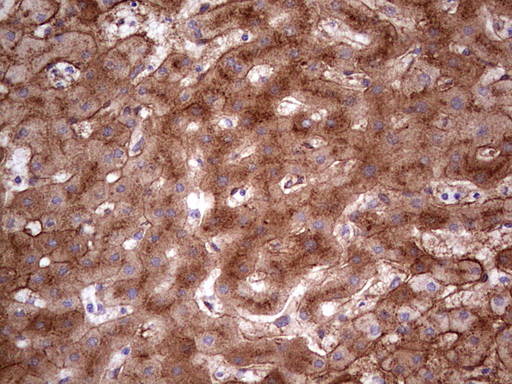 APOE / Apolipoprotein E Antibody - IHC of paraffin-embedded Human liver tissue using anti-APOE mouse monoclonal antibody. (Heat-induced epitope retrieval by 1 mM EDTA in 10mM Tris, pH8.5, 120°C for 3min).