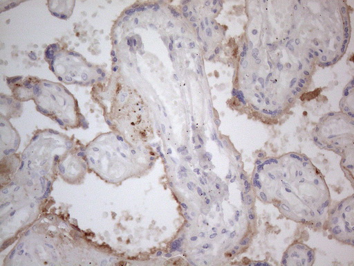 APOE / Apolipoprotein E Antibody - Immunohistochemical staining of paraffin-embedded Human placenta tissue using anti-APOE mouse monoclonal antibody. (Heat-induced epitope retrieval by 1mM EDTA in 10mM Tris buffer. (pH8.5) at 120 oC for 3 min. (1:150)
