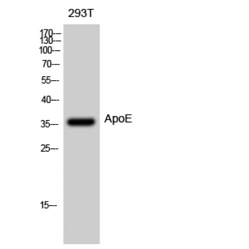 APOE / Apolipoprotein E Antibody - Western blot of ApoE antibody