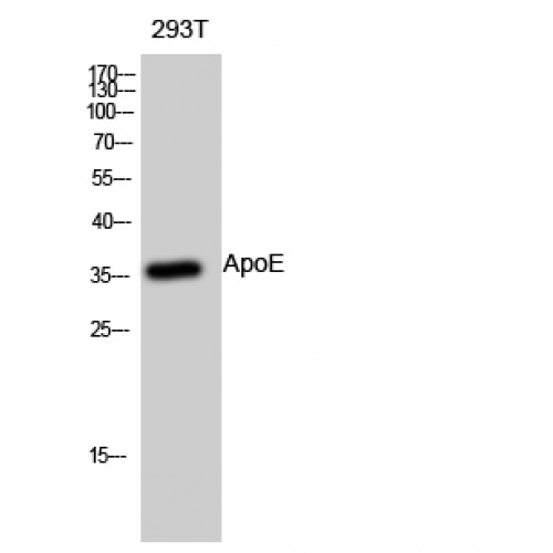 APOE / Apolipoprotein E Antibody - Western blot of ApoE antibody