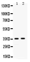 APOE / Apolipoprotein E Antibody - Western blot - Anti-APOE/Apolipoprotein E Picoband Antibody