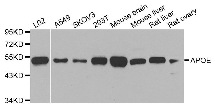APOE / Apolipoprotein E Antibody - Western blot analysis of extracts of various cell lines, using ApoE antibody at 1:1000 dilution. The secondary antibody used was an HRP Goat Anti-Rabbit IgG (H+L) at 1:10000 dilution. Lysates were loaded 25ug per lane and 3% nonfat dry milk in TBST was used for blocking. An ECL Kit was used for detection and the exposure time was 3s.