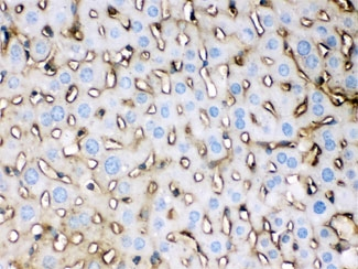 APOE / Apolipoprotein E Antibody - IHC testing of FFPE mouse liver with APOE antibody at 1ug/ml. HIER: steam in pH6 citrate buffer and allow to cool prior to staining.