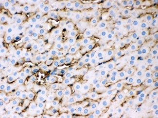 APOE / Apolipoprotein E Antibody - IHC testing of FFPE rat liver with APOE antibody at 1ug/ml. HIER: steam in pH6 citrate buffer and allow to cool prior to staining.