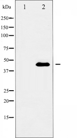 APOE / Apolipoprotein E Antibody - Western blot analysis of Apolipoprotein E expression in RAW264.7 cells. The lane on the left is treated with the antigen-specific peptide.