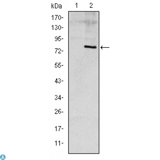 APOE / Apolipoprotein E Antibody - Western Blot (WB) analysis using ApoE Monoclonal Antibody against HEK293 (1) and ApoE (AA: 20-267)-hIgGFc transfected HEK293 (2) cell lysate.