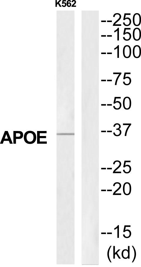 APOE / Apolipoprotein E Antibody - Western blot analysis of extracts from K562 cells, using APOE antibody.