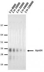 ApoE4 Antibody - CHO+ApoE4 lysate run on 4-12% Bis-Tris 2D gel in 1xMOPS running buffer. Transfer to 0.45um nitrocellulose. Membrane probed with 4E4 (anti-ApoE4). Anti-mouse IgG (whole molecule)-AP conjugate (1 in 2000). Detection with BCIP/NBT substrate.