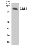 APOER2 / LRP8 Antibody - Western blot analysis of the lysates from HeLa cells using LRP8 antibody.