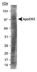 APOER2 / LRP8 Antibody - Detection of ApoER2 in mouse brain membrane lysate. ECL exposure, 1 min.  This image was taken for the unconjugated form of this product. Other forms have not been tested.