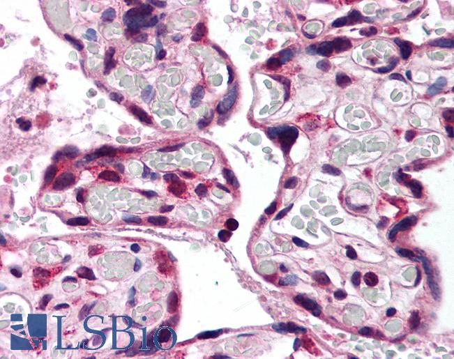 APOER2 / LRP8 Antibody - Anti-LRP8 antibody IHC of human placenta. Immunohistochemistry of formalin-fixed, paraffin-embedded tissue after heat-induced antigen retrieval. Antibody concentration 5 ug/ml.  This image was taken for the unconjugated form of this product. Other forms have not been tested.