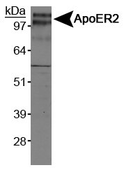 APOER2 / LRP8 Antibody - Detection of ApoER2 in mouse brain lysate. ECL exposure, 2 min.  This image was taken for the unconjugated form of this product. Other forms have not been tested.
