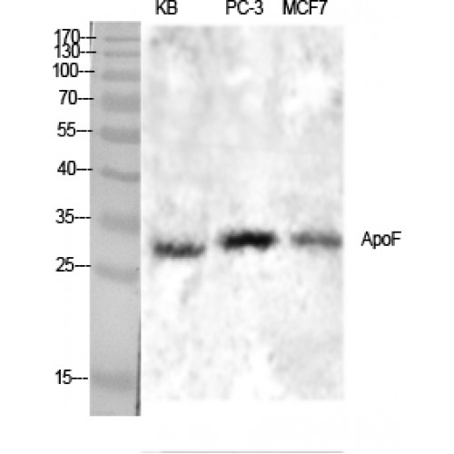 APOF / Apolipoprotein F Antibody - Western blot of ApoF antibody