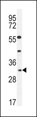 APOF / Apolipoprotein F Antibody - APOF Antibody western blot of CEM cell line lysates (35 ug/lane). The APOF antibody detected the APOF protein (arrow).