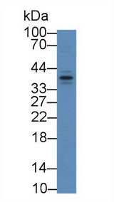 APOF / Apolipoprotein F Antibody - Western Blot; Sample: Mouse Lung lysate; Primary Ab: 2µg/mL Rabbit Anti-Mouse APOF Antibody Second Ab: 0.2µg/mL HRP-Linked Caprine Anti-Rabbit IgG Polyclonal Antibody