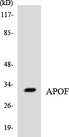 APOF / Apolipoprotein F Antibody - Western blot analysis of the lysates from COLO205 cells using APOF antibody.