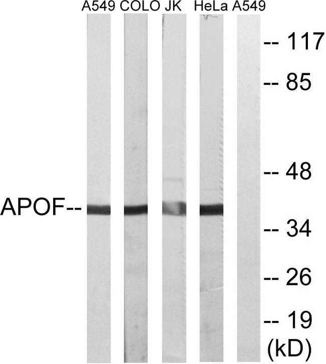 APOF / Apolipoprotein F Antibody - Western blot analysis of lysates from HeLa, Jurkat, COLO, and A549 cells, using APOF Antibody. The lane on the right is blocked with the synthesized peptide.