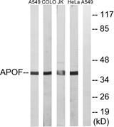 APOF / Apolipoprotein F Antibody - Western blot analysis of extracts from A549 cells, COLO cells, Jurkat cells and HeLa cells, using APOF antibody.