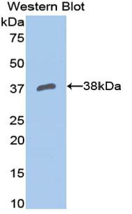 APOH / Apolipoprotein H Antibody - Western blot of recombinant APOH / Apolipoprotein H.  This image was taken for the unconjugated form of this product. Other forms have not been tested.