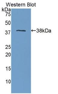 APOH / Apolipoprotein H Antibody - Western blot of recombinant APOH / Apolipoprotein H.  This image was taken for the unconjugated form of this product. Other forms have not been tested.