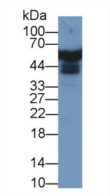 APOH / Apolipoprotein H Antibody - Western Blot; Sample: Human Liver lysate; Primary Ab: 1µg/ml Rabbit Anti-Human APOH Antibody Second Ab: 0.2µg/mL HRP-Linked Caprine Anti-Rabbit IgG Polyclonal Antibody