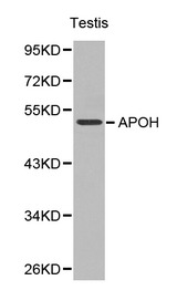 APOH / Apolipoprotein H Antibody - Western blot of APOH pAb in extracts from mouse testis tissue.