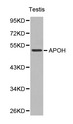 APOH / Apolipoprotein H Antibody - Western blot of APOH pAb in extracts from mouse testis tissue.