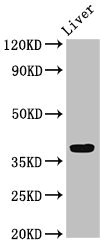 APOH / Apolipoprotein H Antibody - Positive Western Blot detected in Rat liver tissue. All lanes: APOH antibody at 3.2 µg/ml Secondary Goat polyclonal to rabbit IgG at 1/50000 dilution. Predicted band size: 39 KDa. Observed band size: 39 KDa