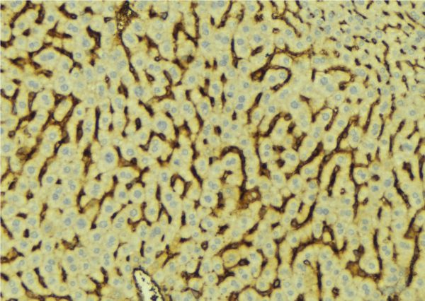APOH / Apolipoprotein H Antibody - 1:100 staining mouse liver tissue by IHC-P. The sample was formaldehyde fixed and a heat mediated antigen retrieval step in citrate buffer was performed. The sample was then blocked and incubated with the antibody for 1.5 hours at 22°C. An HRP conjugated goat anti-rabbit antibody was used as the secondary.