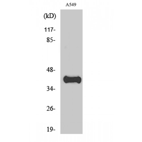 APOL1 / Apolipoprotein L Antibody - Western blot of ApoL1 antibody