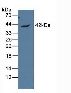 APOL1 / Apolipoprotein L Antibody - Western Blot; Sample: Human MCF7 Cells.