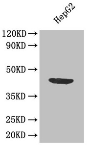 APOL1 / Apolipoprotein L Antibody - Western Blot Positive WB detected in: HepG2 whole cell lysate All lanes: APOL1 antibody at 1.2µg/ml Secondary Goat polyclonal to rabbit IgG at 1/50000 dilution Predicted band size: 44, 46, 43 kDa Observed band size: 44 kDa