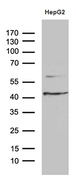 APOL1 / Apolipoprotein L Antibody - Western blot analysis of extracts. (35ug) from HepG2 cell line by using anti-APOL1 monoclonal antibody. (1:500)