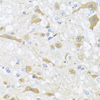 APOL1 / Apolipoprotein L Antibody - Immunohistochemistry of paraffin-embedded rat brain tissue.