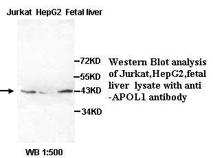 APOL1 / Apolipoprotein L Antibody